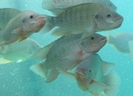 Tilapia